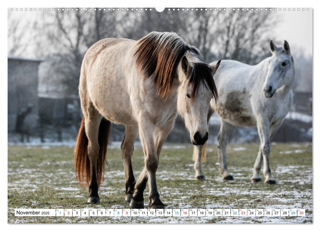 Bild: 9783435171699 | Durch das Jahr mit dem Connemara Pony Holly (Wandkalender 2025 DIN...