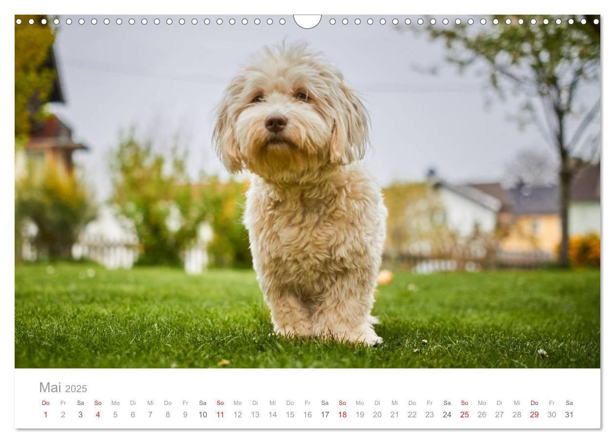 Bild: 9783435503711 | Havaneser - Herz aus Gold (Wandkalender 2025 DIN A3 quer), CALVENDO...