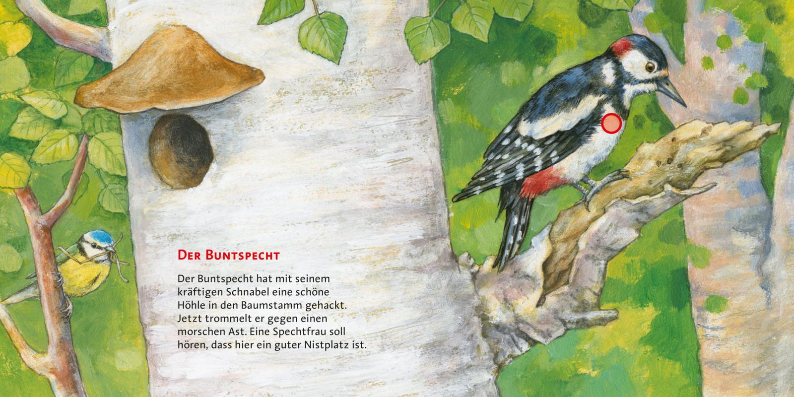 Bild: 9783551250087 | Hör mal (Soundbuch): Unsere Vögel | Anne Möller | Buch | Unzerr.