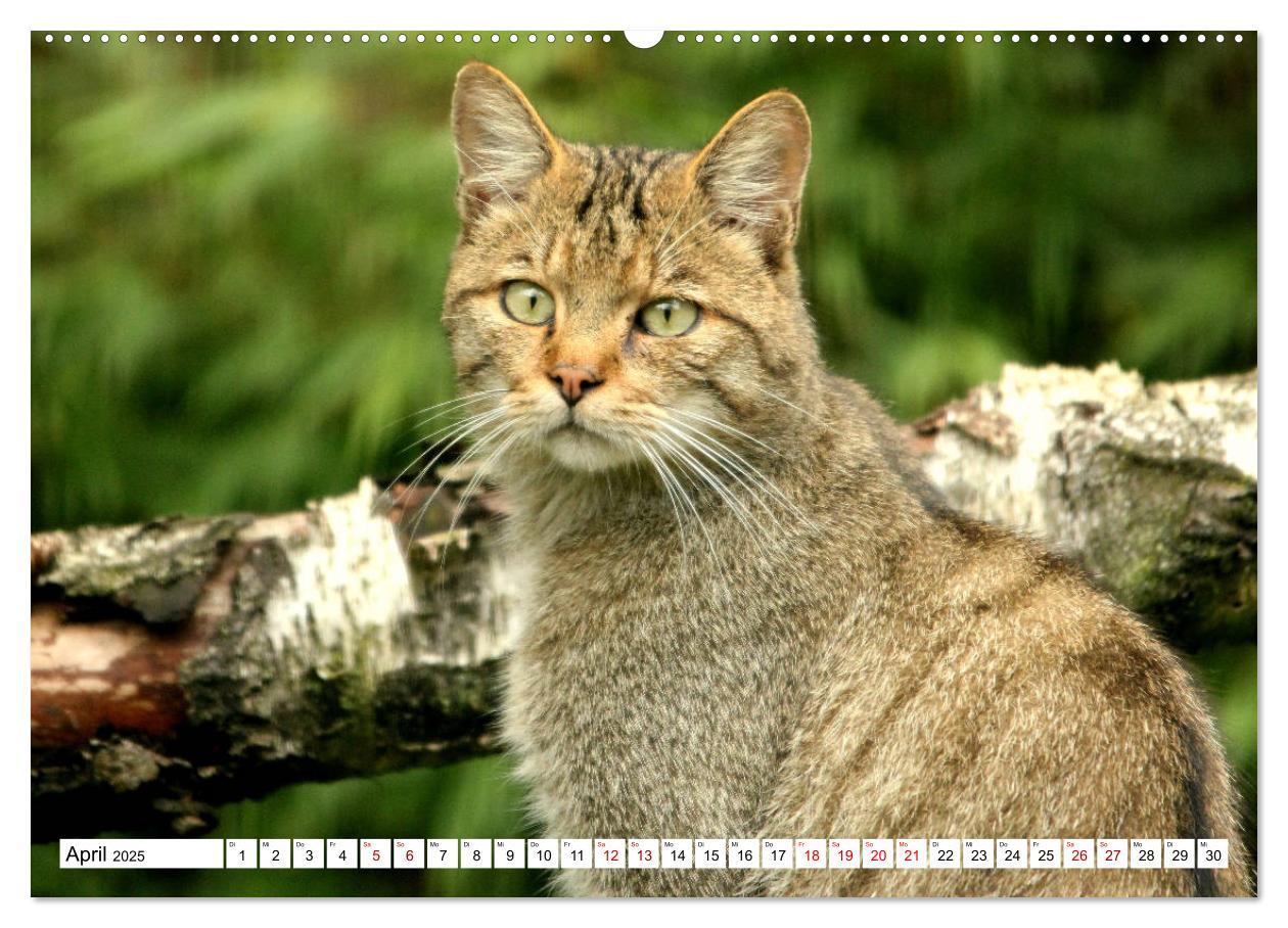 Bild: 9783435413843 | Wildkatzen - Die lautlosen Jäger des Waldes (Wandkalender 2025 DIN...