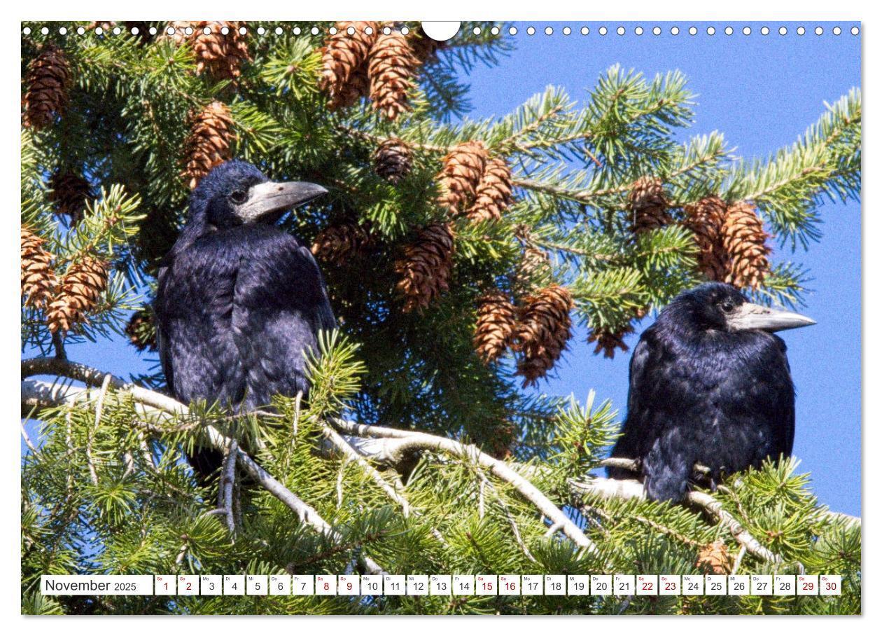 Bild: 9783383927447 | Rabenvögel - ganz nah (Wandkalender 2025 DIN A3 quer), CALVENDO...