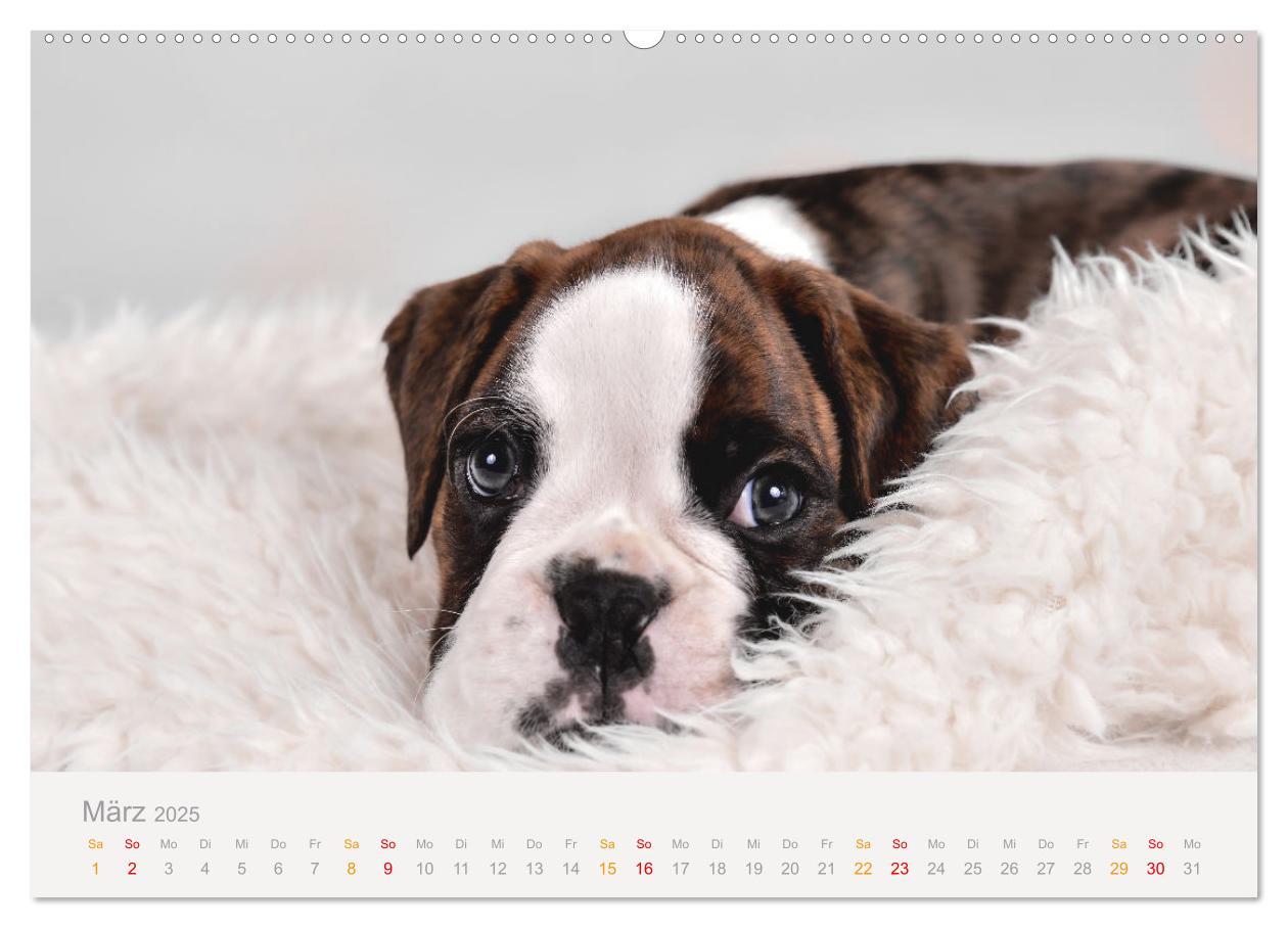 Bild: 9783457226254 | Boxer Welpen einfach zuckersüß (hochwertiger Premium Wandkalender...