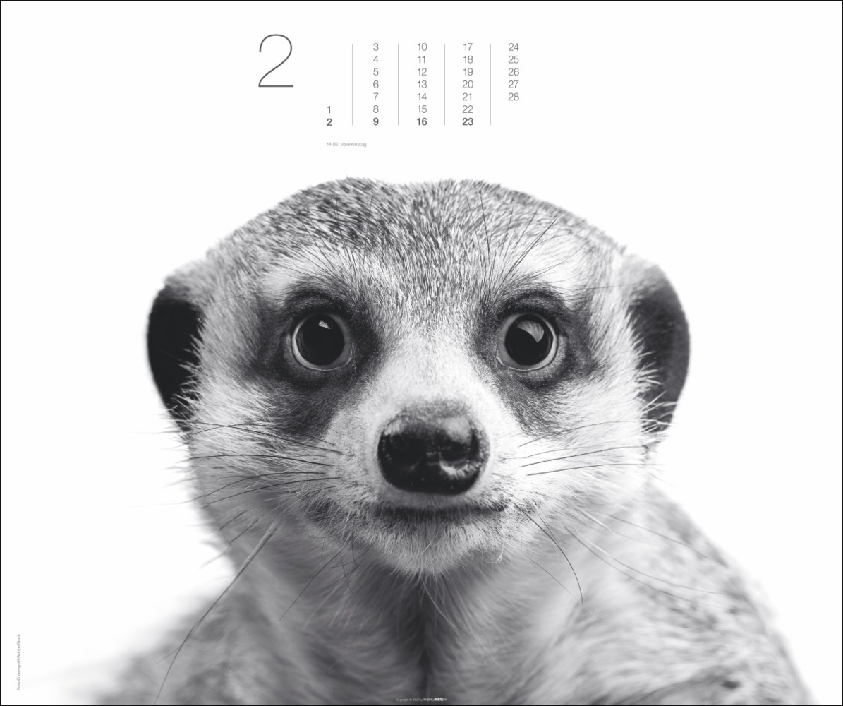 Bild: 9783839901328 | Black &amp; White Animals 2025 | Kalender | Spiralbindung | 14 S. | 2025