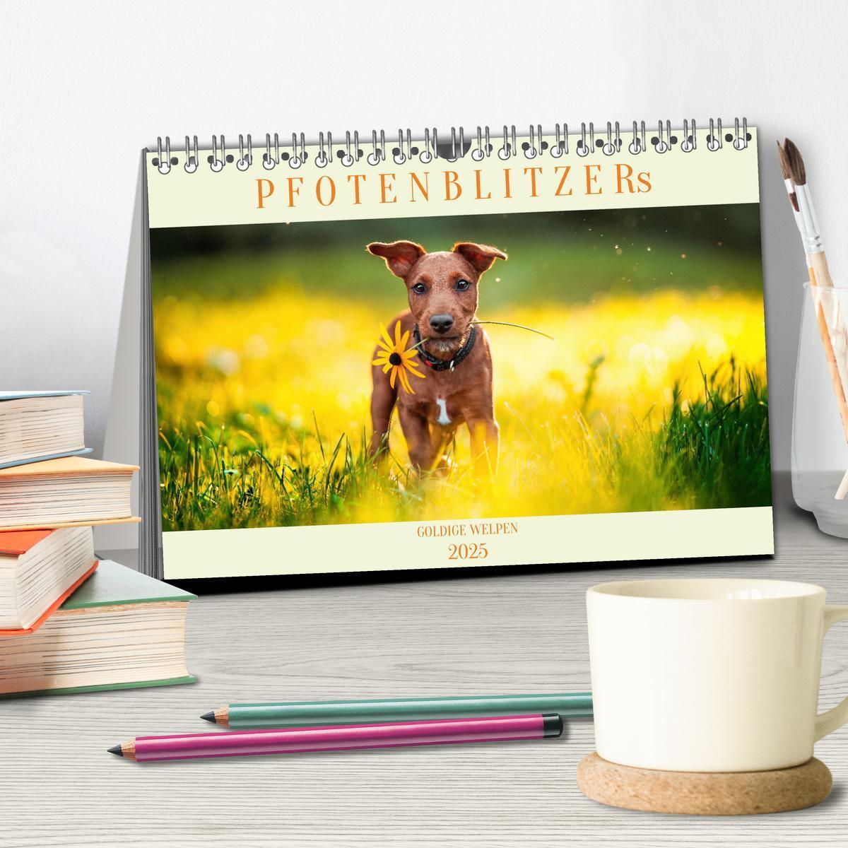 Bild: 9783457207178 | Pfotenblitzers Goldige Welpen (Tischkalender 2025 DIN A5 quer),...