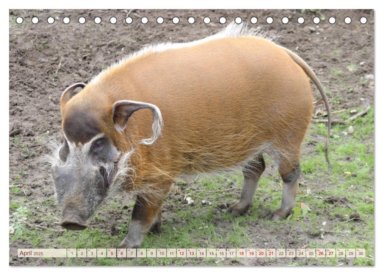 Bild: 9783435410293 | Tierische Schweinerei (Tischkalender 2025 DIN A5 quer), CALVENDO...