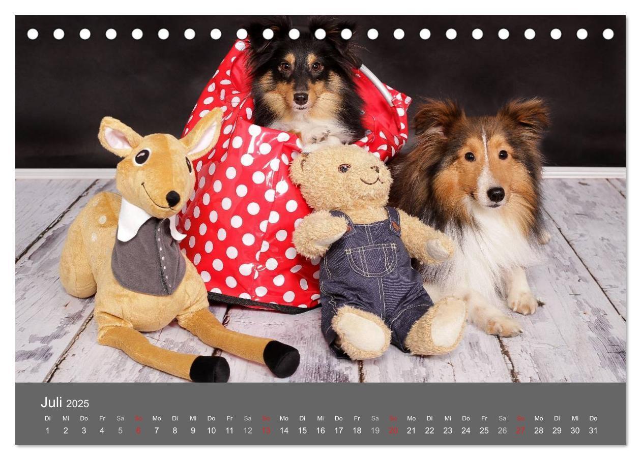 Bild: 9783435709786 | Shelties : Charmeure auf 4 Pfoten (Tischkalender 2025 DIN A5 quer),...