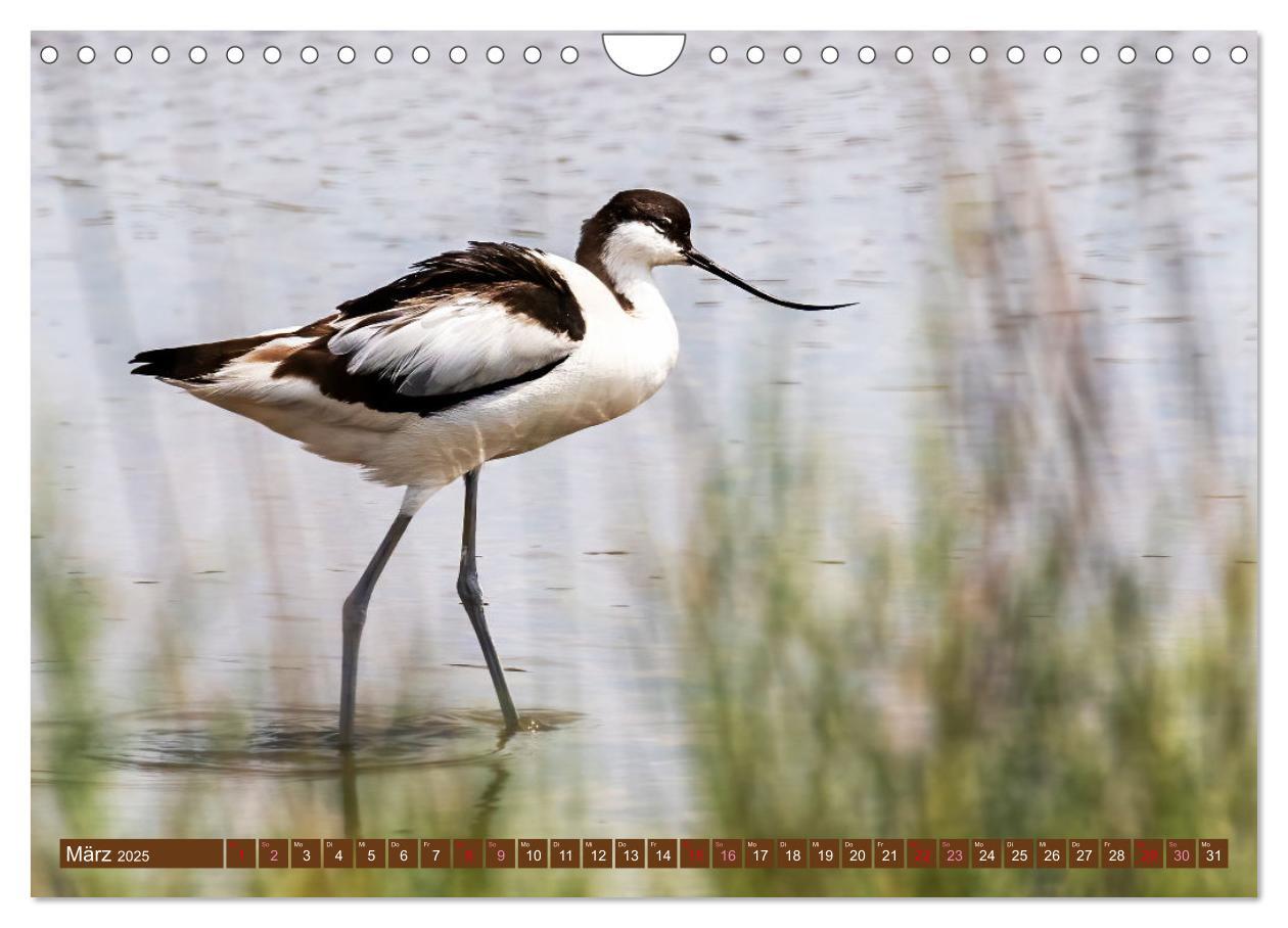 Bild: 9783383845499 | Die Vogelwelt der Camargue (Wandkalender 2025 DIN A4 quer),...