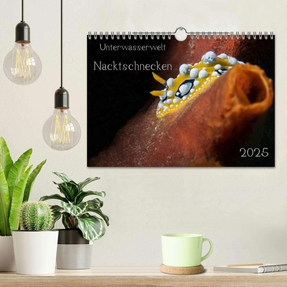 Bild: 9783435557639 | Unterwasserwelt Nacktschnecken (Wandkalender 2025 DIN A4 quer),...