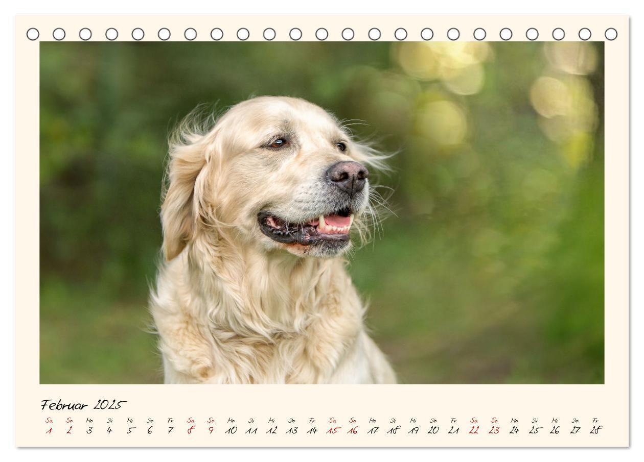 Bild: 9783383828263 | Golden Retriever... Herzenshunde (Tischkalender 2025 DIN A5 quer),...