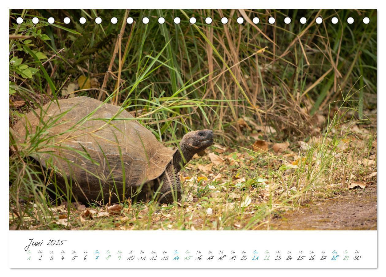 Bild: 9783383883361 | Die Riesenschildkröten der Galapagos Inseln (Tischkalender 2025 DIN...