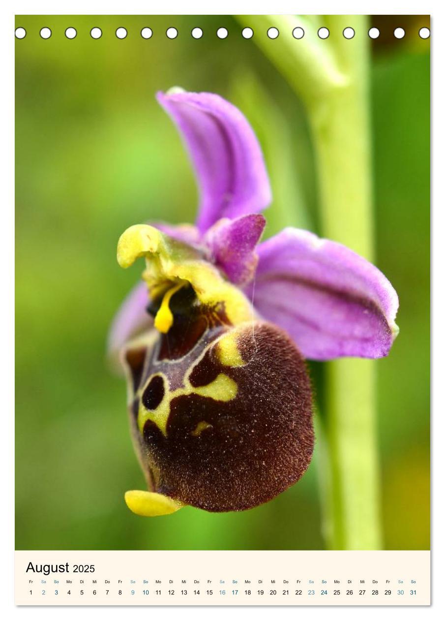 Bild: 9783457079850 | Einheimische Orchideen (Tischkalender 2025 DIN A5 hoch), CALVENDO...