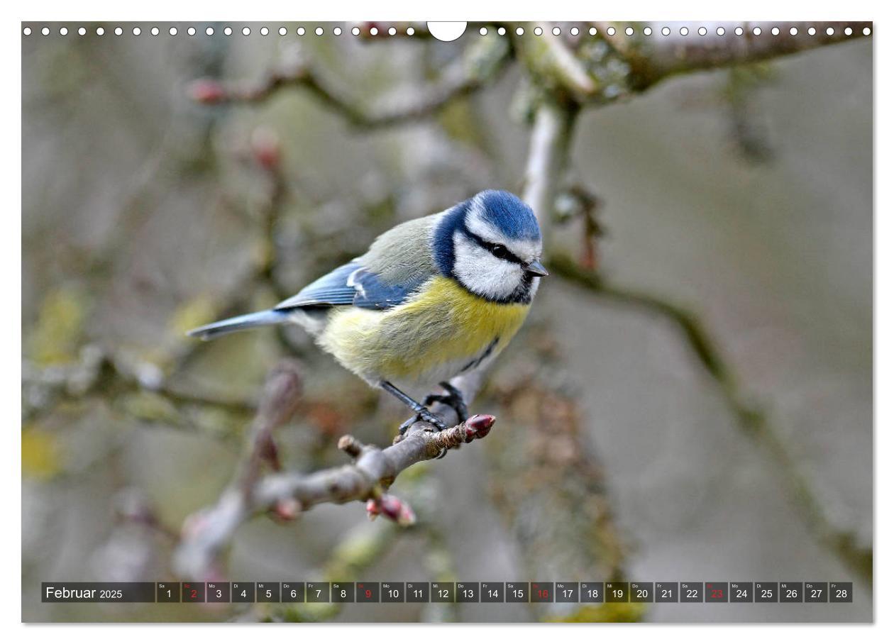 Bild: 9783435192755 | Heimische Singvögel in Feld und Flur (Wandkalender 2025 DIN A3...