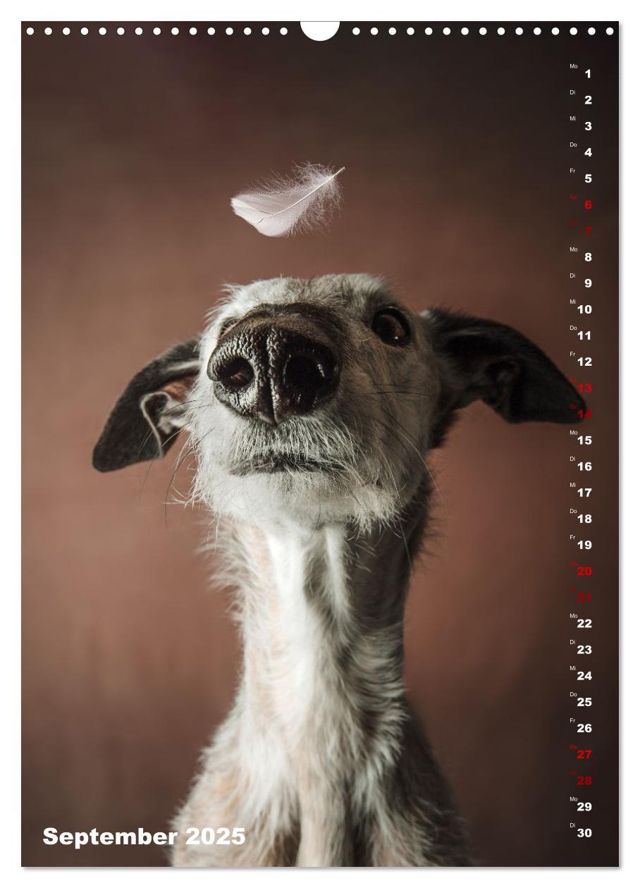 Bild: 9783457230824 | dogmuse deluxe (Wandkalender 2025 DIN A3 hoch), CALVENDO...