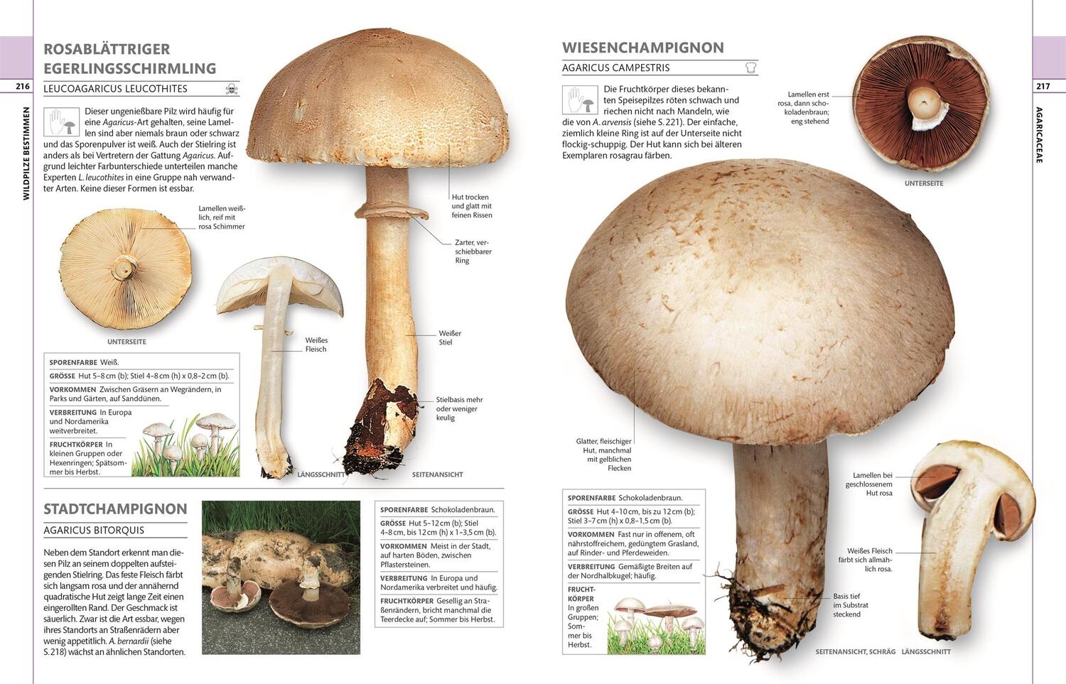 Bild: 9783831036134 | Pilze | Das große Bestimmungsbuch | Thomas Læssøe | Buch | 360 S.