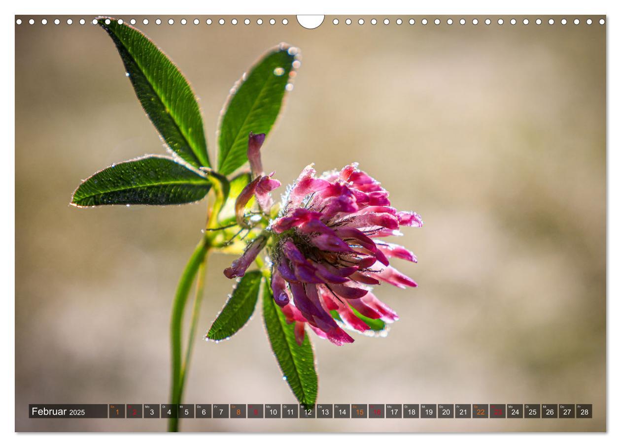 Bild: 9783457236161 | Naturparadies Allgäu - Von Oberstdorf bis Füssen (Wandkalender 2025...