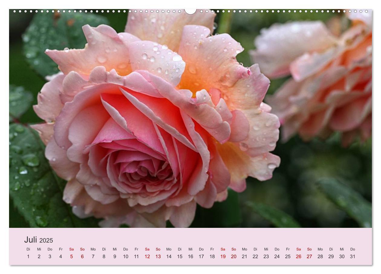 Bild: 9783435452743 | Rosen Reigen im Garten (Wandkalender 2025 DIN A2 quer), CALVENDO...