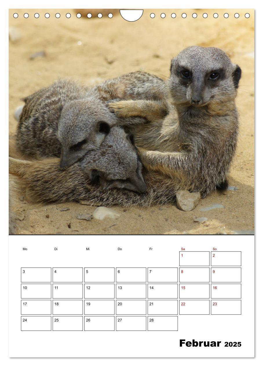 Bild: 9783435932818 | Niedliche Erdmännchen (Wandkalender 2025 DIN A4 hoch), CALVENDO...