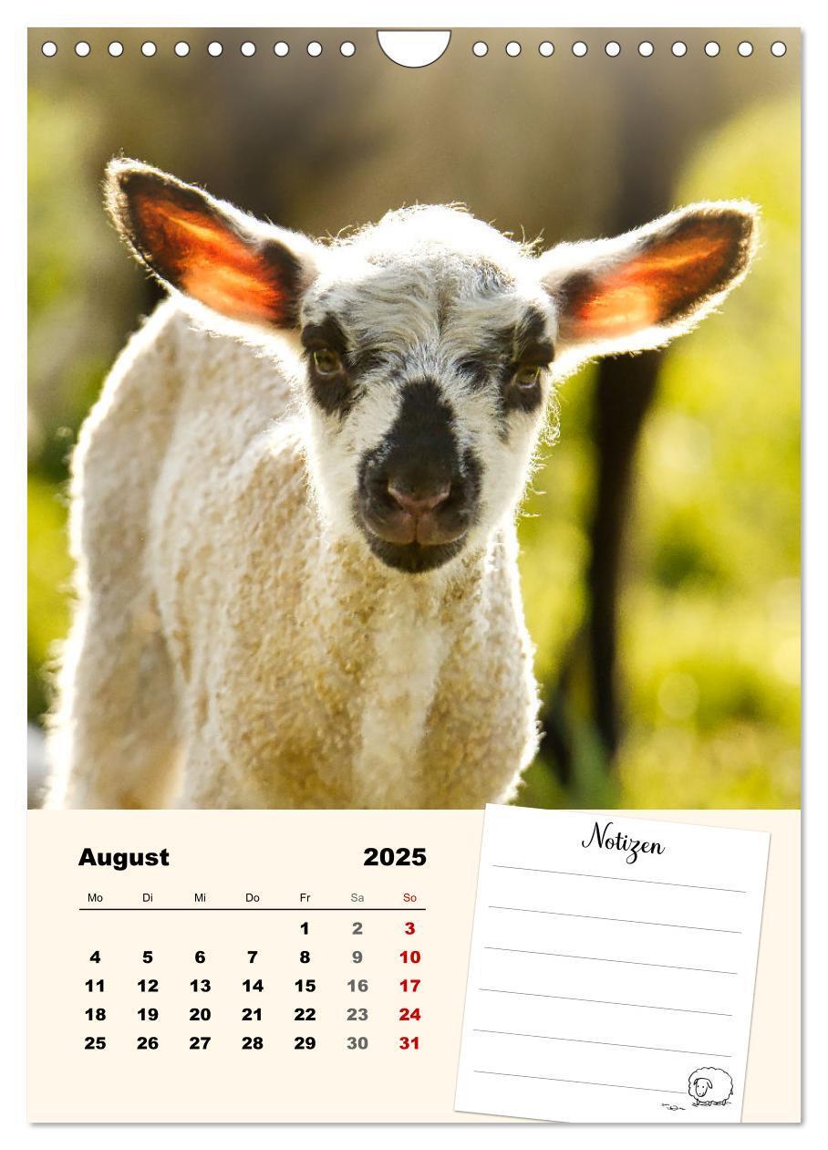 Bild: 9783435844517 | Lämmerglück (Wandkalender 2025 DIN A4 hoch), CALVENDO Monatskalender