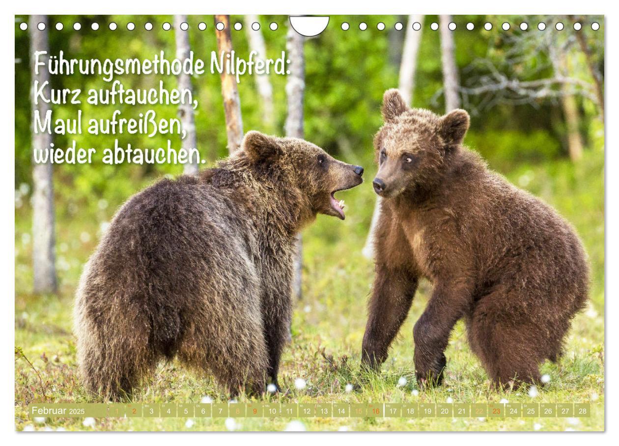 Bild: 9783383853494 | Spaß mit Bären: Edition lustige Tiere (Wandkalender 2025 DIN A4...