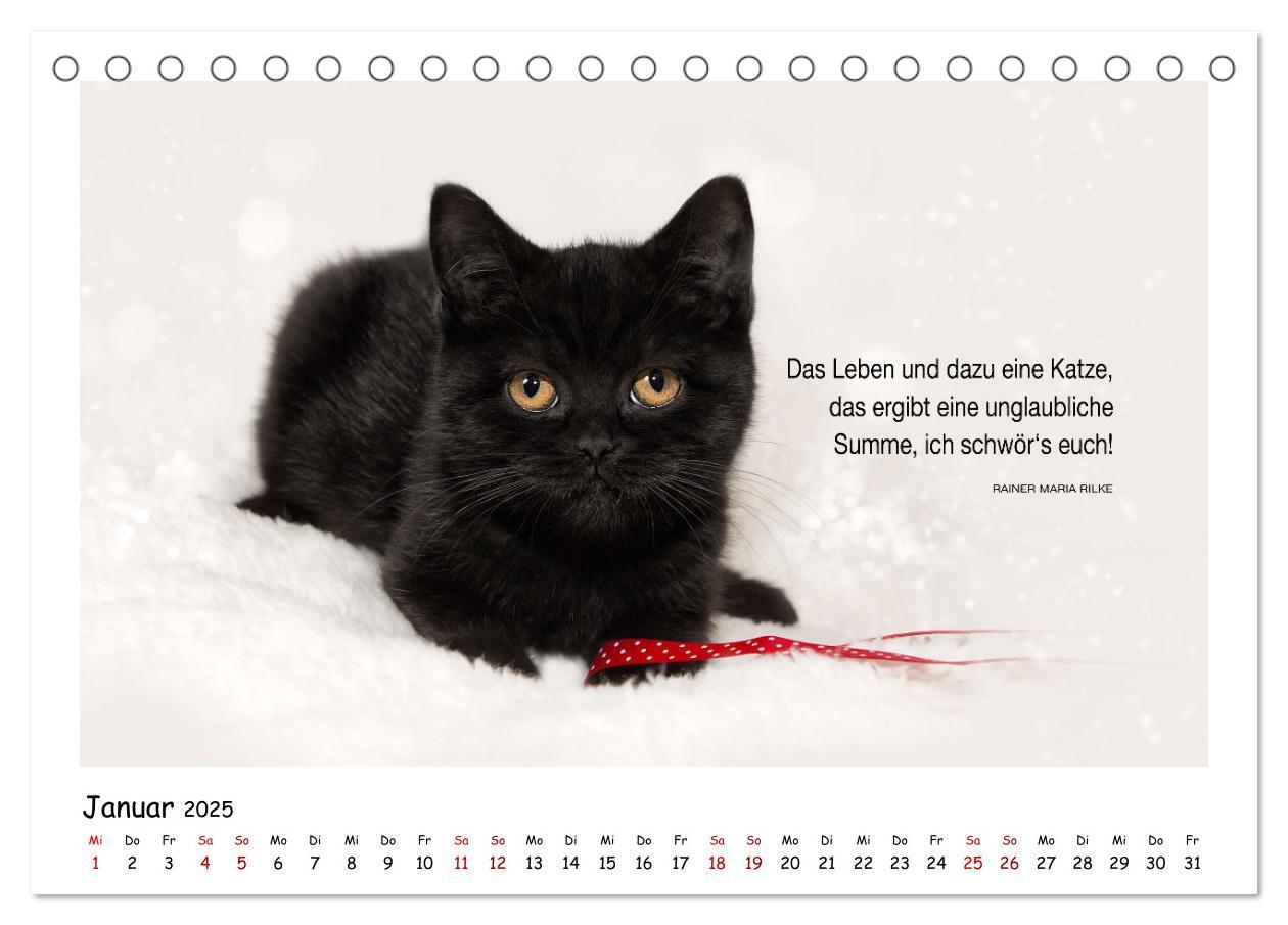 Bild: 9783435085538 | Kätzchen-Kalender mit Sprüchen (Tischkalender 2025 DIN A5 quer),...