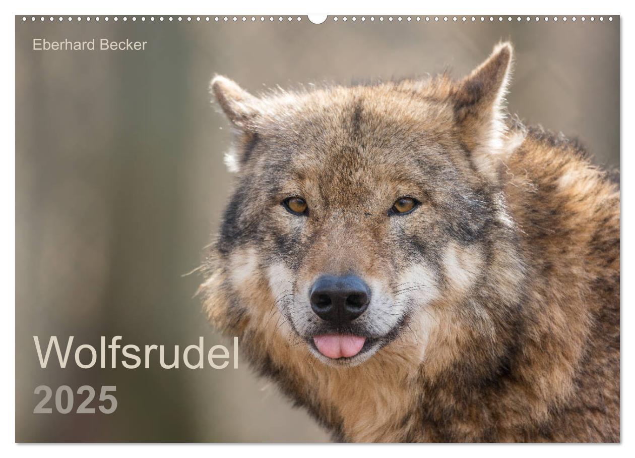 Cover: 9783435346219 | Wolfsrudel (Wandkalender 2025 DIN A2 quer), CALVENDO Monatskalender