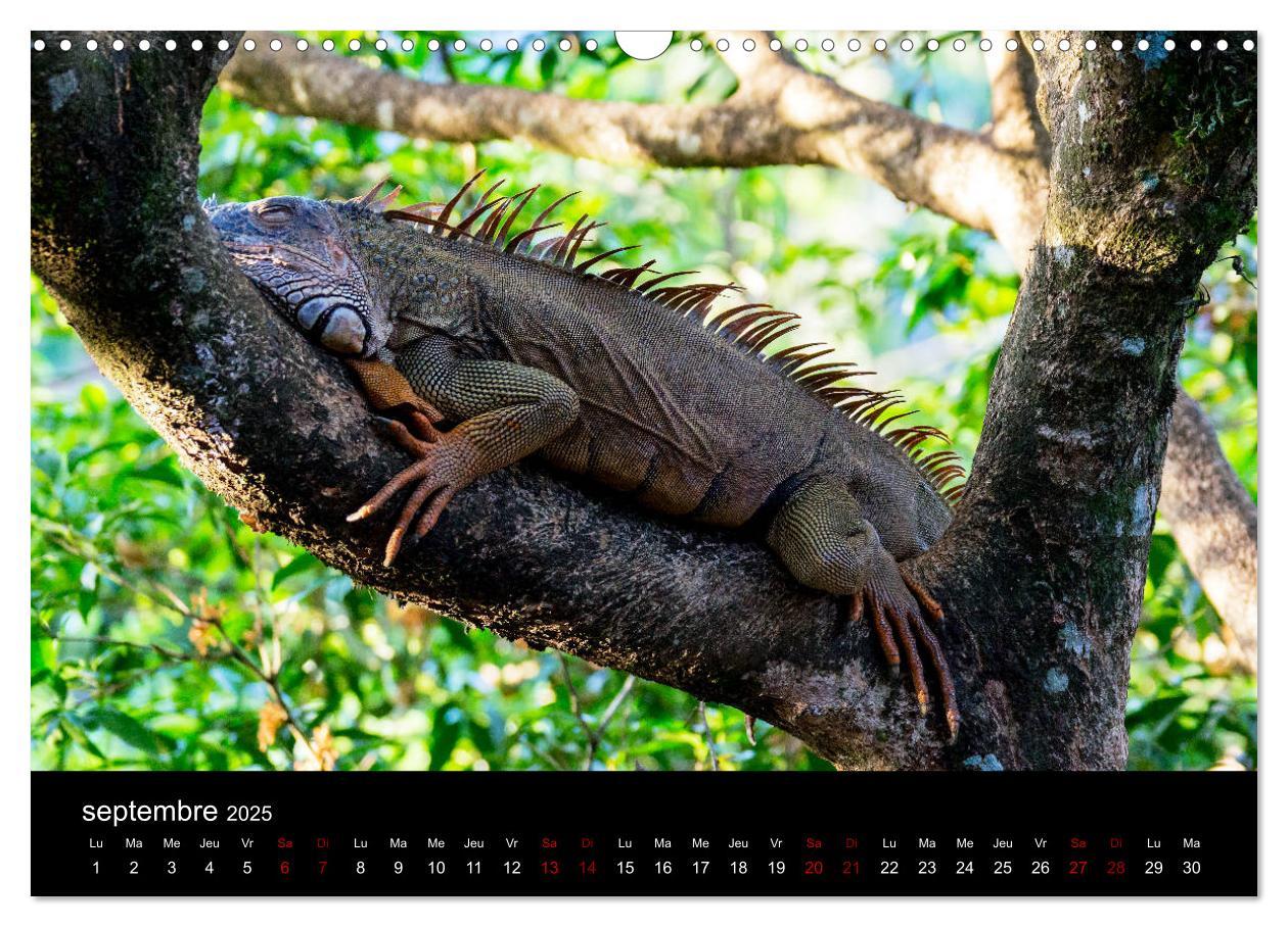 Bild: 9781325937059 | Costa Rica Paradis de la Biodiversité (Calendrier mural 2025 DIN A3...