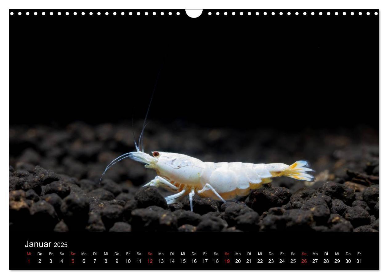 Bild: 9783435561582 | Zwerggarnelen - gepanzerte Juwelen im Aquarium (Wandkalender 2025...