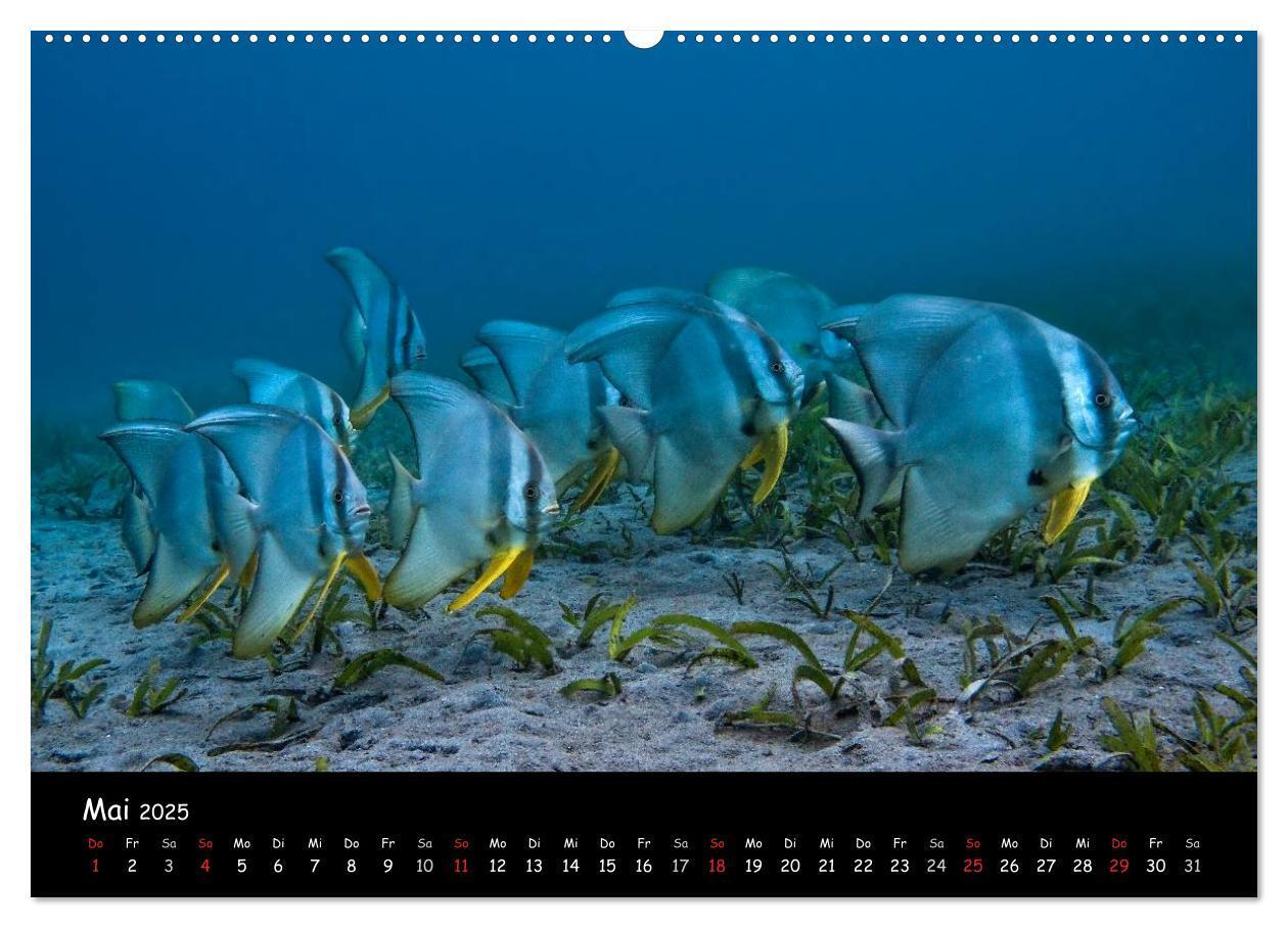 Bild: 9783435705153 | Die Welt unter Wasser (Wandkalender 2025 DIN A2 quer), CALVENDO...