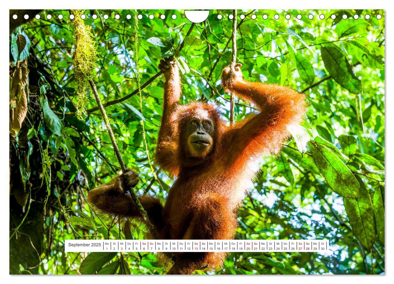 Bild: 9783457150726 | Gunung Leuser Nationalpark und seine Orang Utans (Wandkalender 2025...