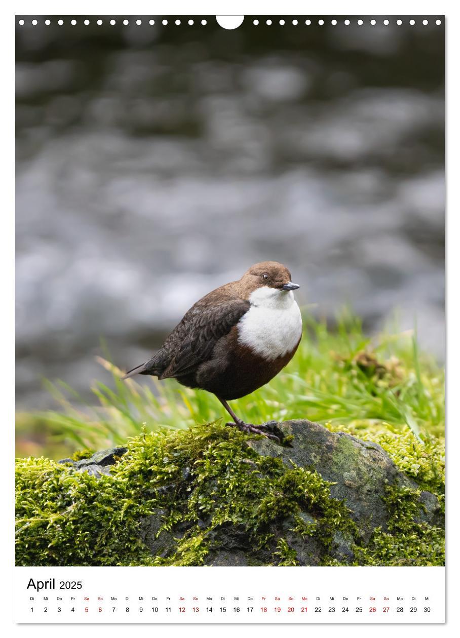 Bild: 9783435891108 | Heimische Vögel in Ihren Gärten (Wandkalender 2025 DIN A3 hoch),...