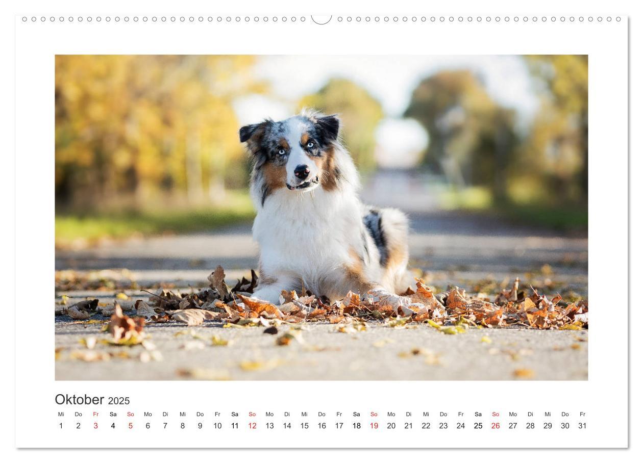 Bild: 9783435180615 | Herzensaussies - Australian Shepherd (Wandkalender 2025 DIN A2...