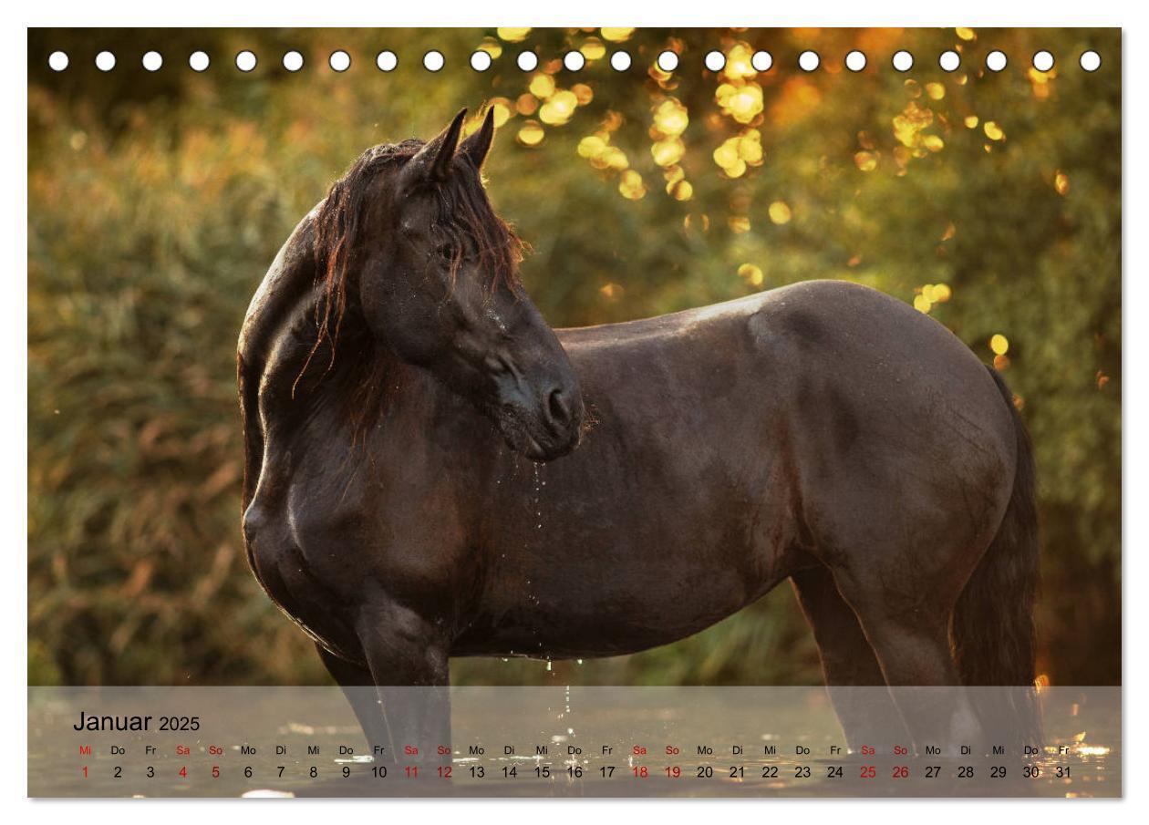 Bild: 9783435288441 | Pferdezauber 2025 (Tischkalender 2025 DIN A5 quer), CALVENDO...