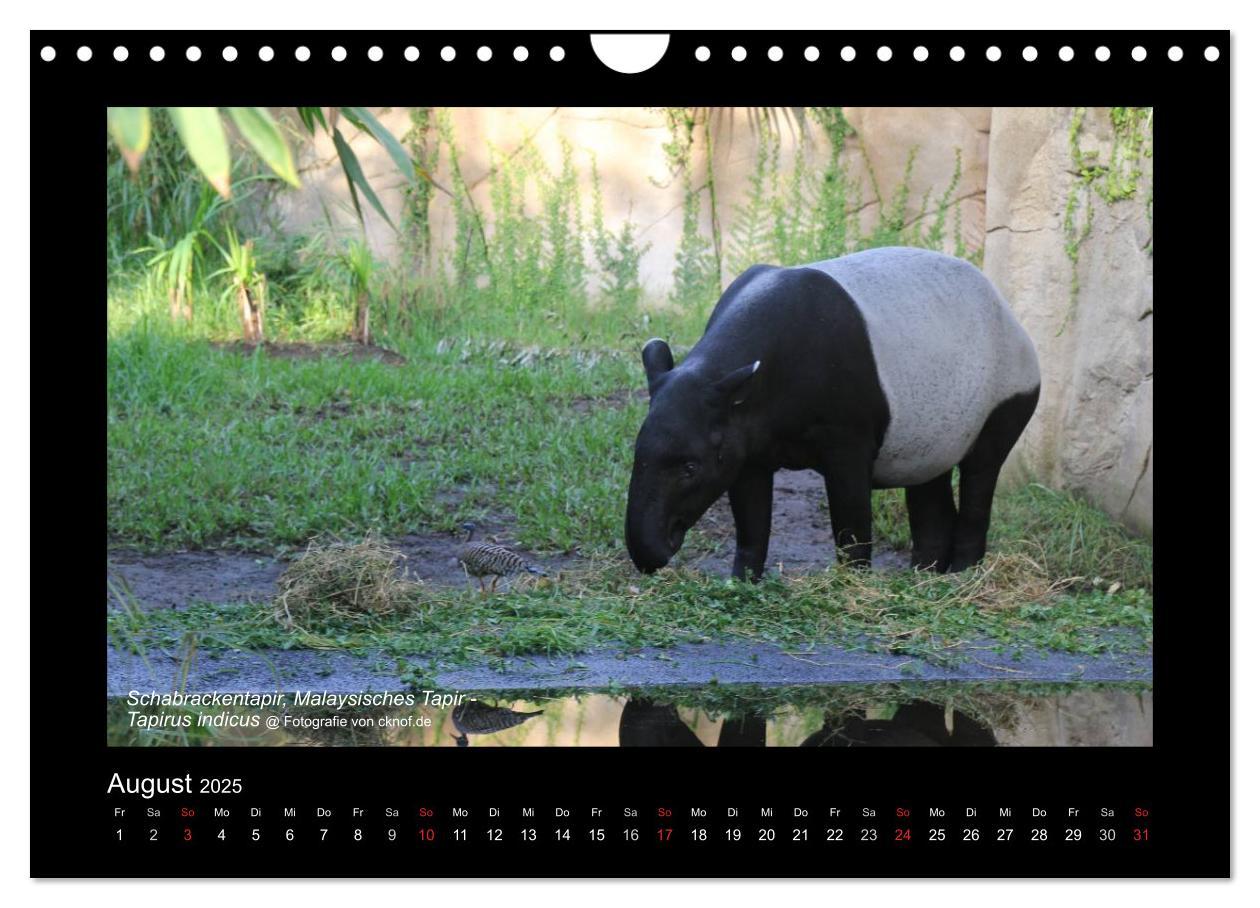 Bild: 9783435786183 | Wildtiere (Wandkalender 2025 DIN A4 quer), CALVENDO Monatskalender