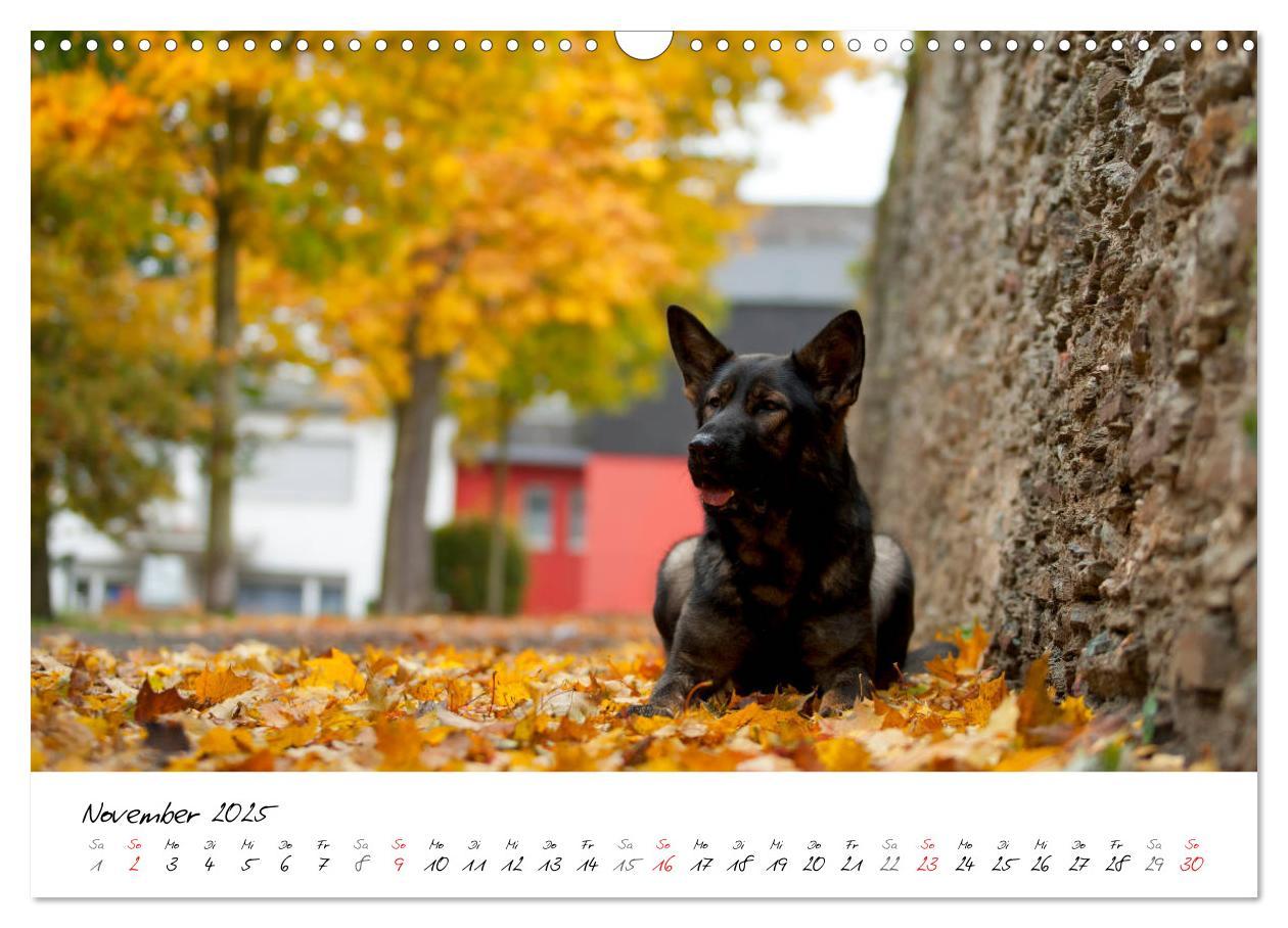 Bild: 9783435713554 | Der graue Deutsche Schäferhund (Wandkalender 2025 DIN A3 quer),...