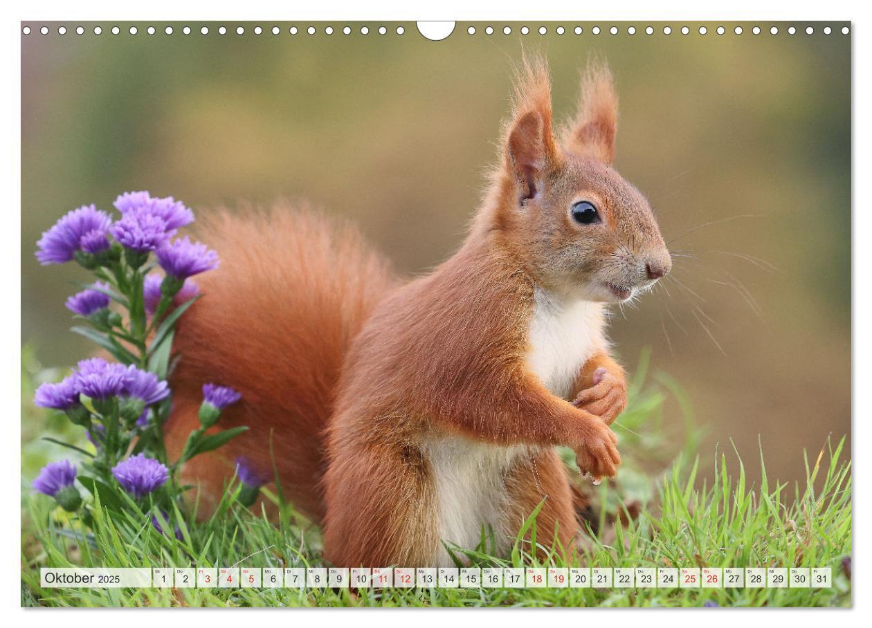 Bild: 9783435566723 | Besondere Augenblicke mit Eichhörnchen (Wandkalender 2025 DIN A3...