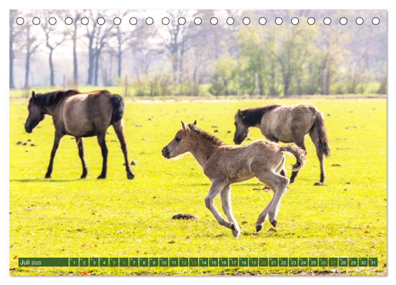 Bild: 9783383862144 | Dülmen - Wildpferde, Burgen und Schlösser (Tischkalender 2025 DIN...