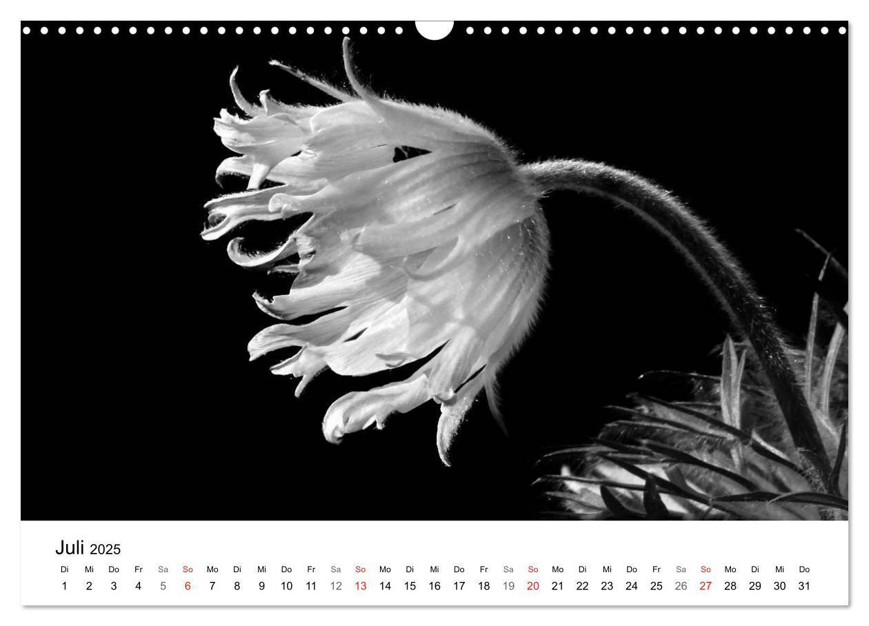 Bild: 9783435642892 | Blumen 2025, Schwarz-Weiß (Wandkalender 2025 DIN A3 quer), CALVENDO...