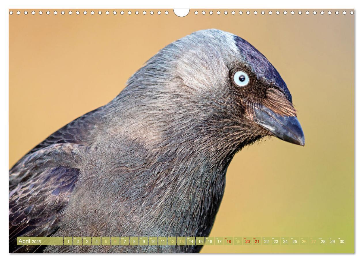 Bild: 9783383776632 | Rabenvögel: Schwarz, schlau, schön (Wandkalender 2025 DIN A3 quer),...