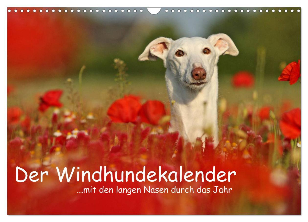 Cover: 9783435775583 | Der Windhundekalender (Wandkalender 2025 DIN A3 quer), CALVENDO...