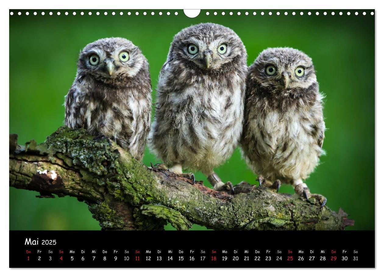 Bild: 9783435676453 | Billerbeck - Perle der Baumberge (Wandkalender 2025 DIN A3 quer),...