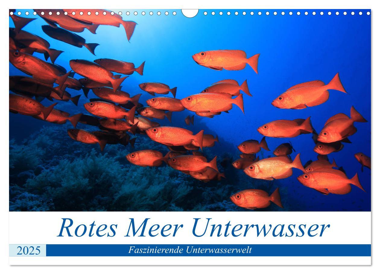 Cover: 9783435155347 | Rotes Meer Unterwasser (Wandkalender 2025 DIN A3 quer), CALVENDO...