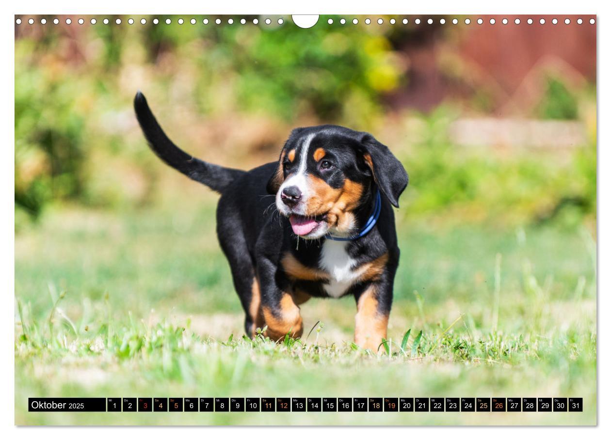 Bild: 9783383952449 | Großer Schweizer Sennenhund - Mit Schweizer Welpen durch das Jahr...