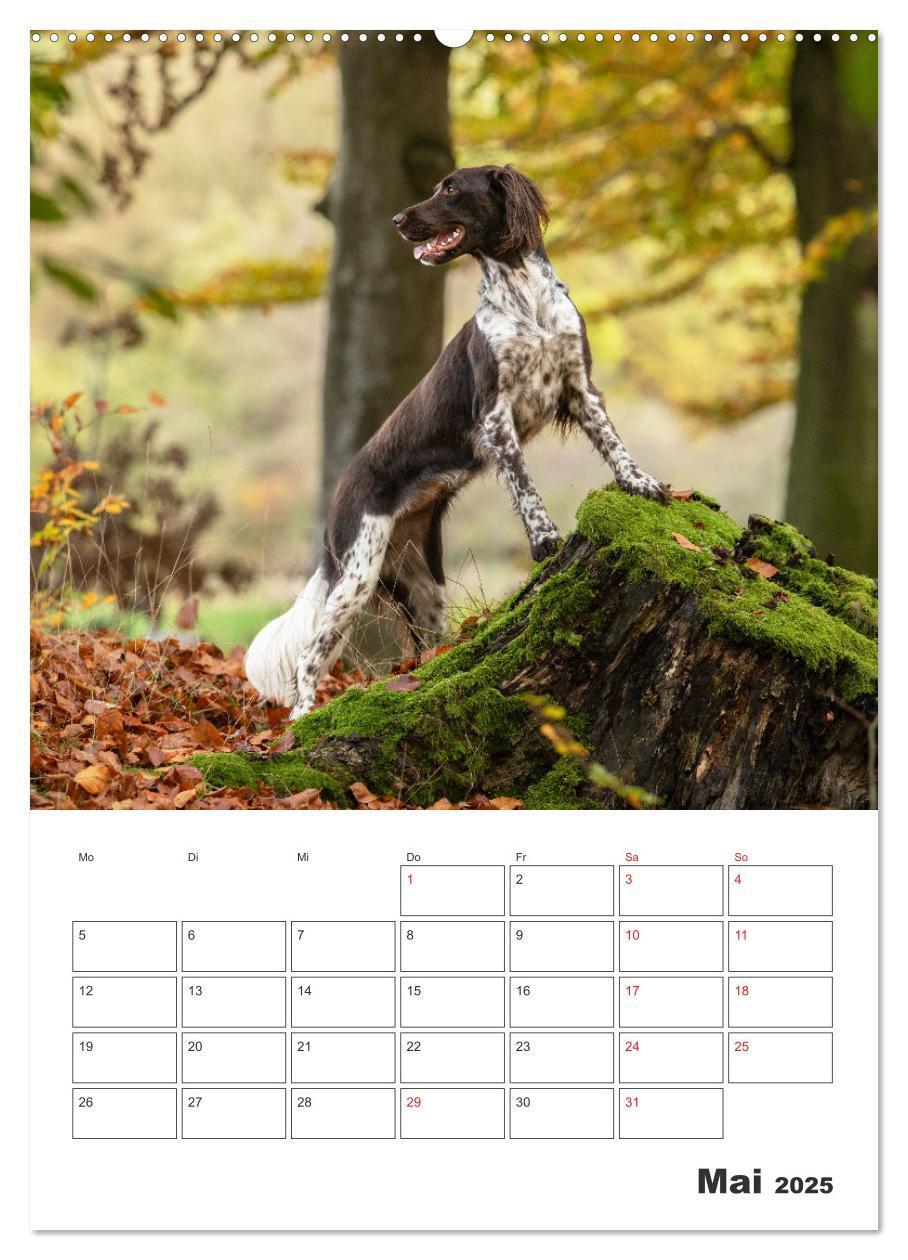 Bild: 9783457163405 | Geboren um zu Jagen. Der kleine Münsterländer (Wandkalender 2025...