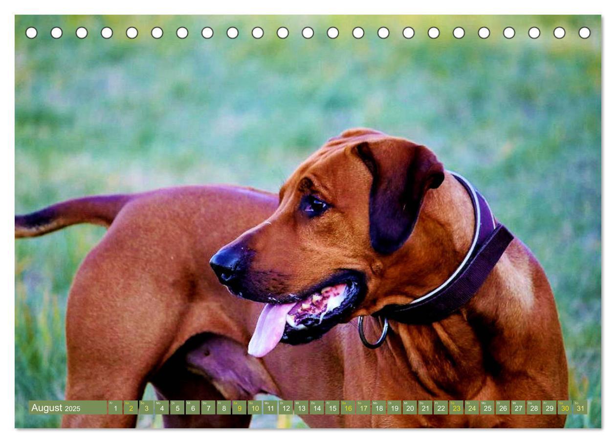 Bild: 9783435261123 | Rhodesian Ridgeback Augen-Blicke (Tischkalender 2025 DIN A5 quer),...