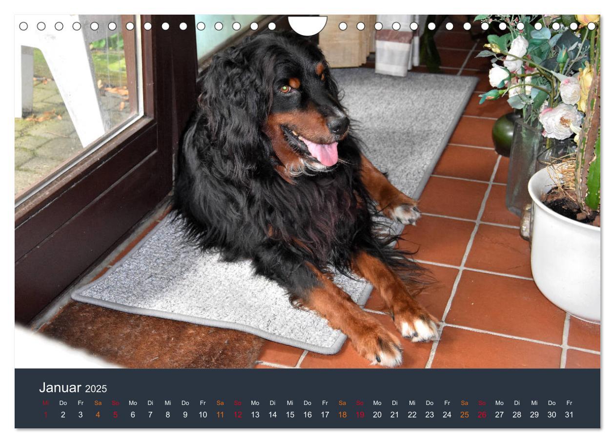 Bild: 9783435150052 | Ein Hovawart, ein Wachhund (Wandkalender 2025 DIN A4 quer),...