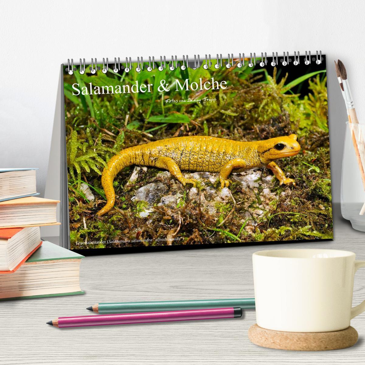 Bild: 9783435771431 | Salamander und Molche (Tischkalender 2025 DIN A5 quer), CALVENDO...