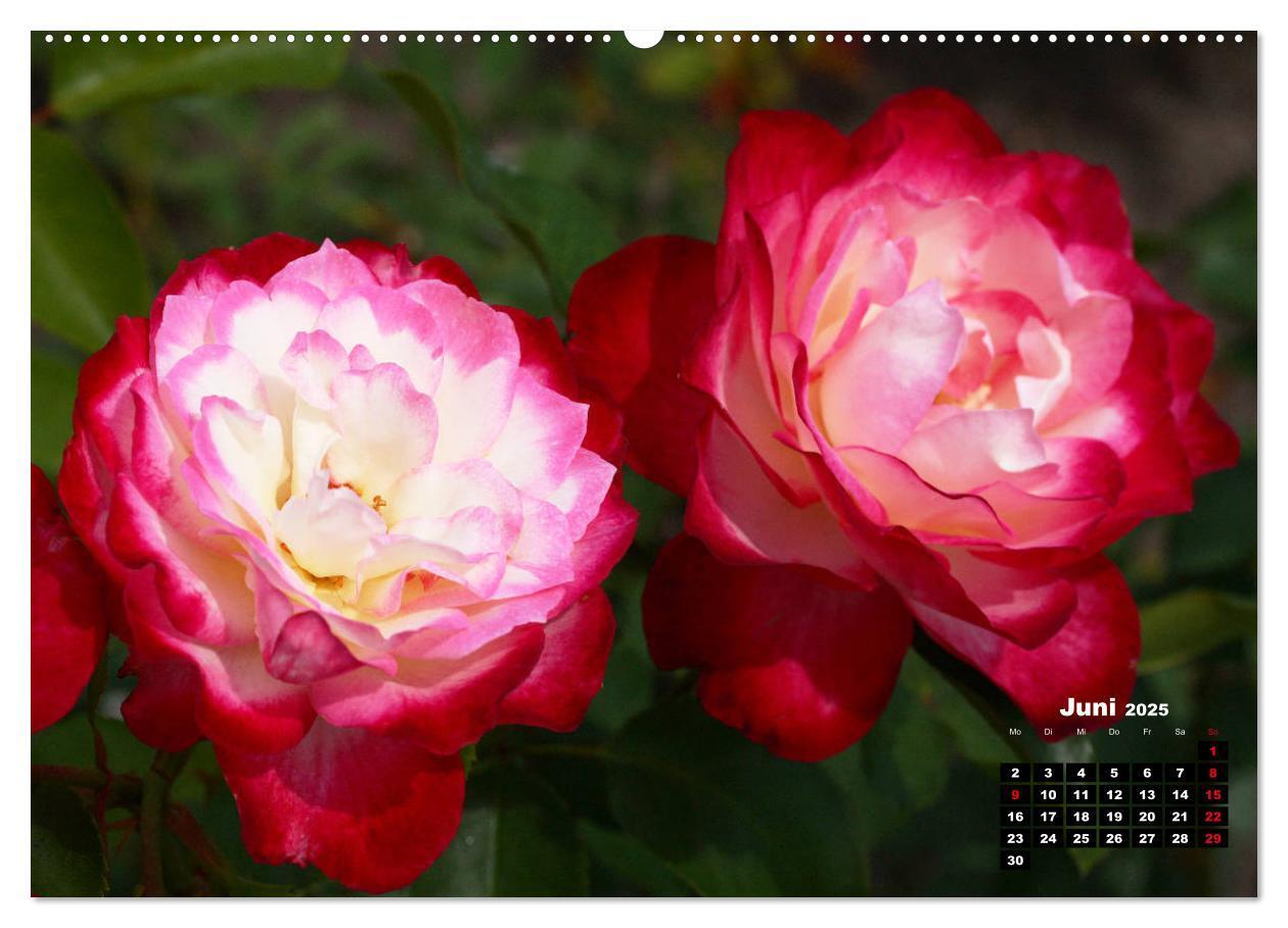 Bild: 9783435234356 | Magie der Rosen (Wandkalender 2025 DIN A2 quer), CALVENDO...