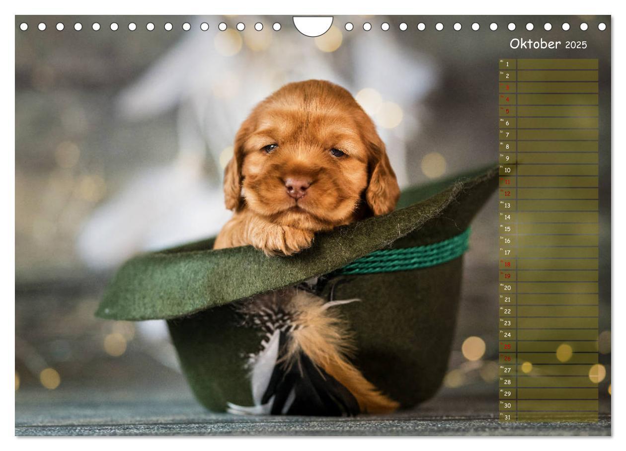 Bild: 9783435119844 | English Cocker Spaniel Welpen (Wandkalender 2025 DIN A4 quer),...