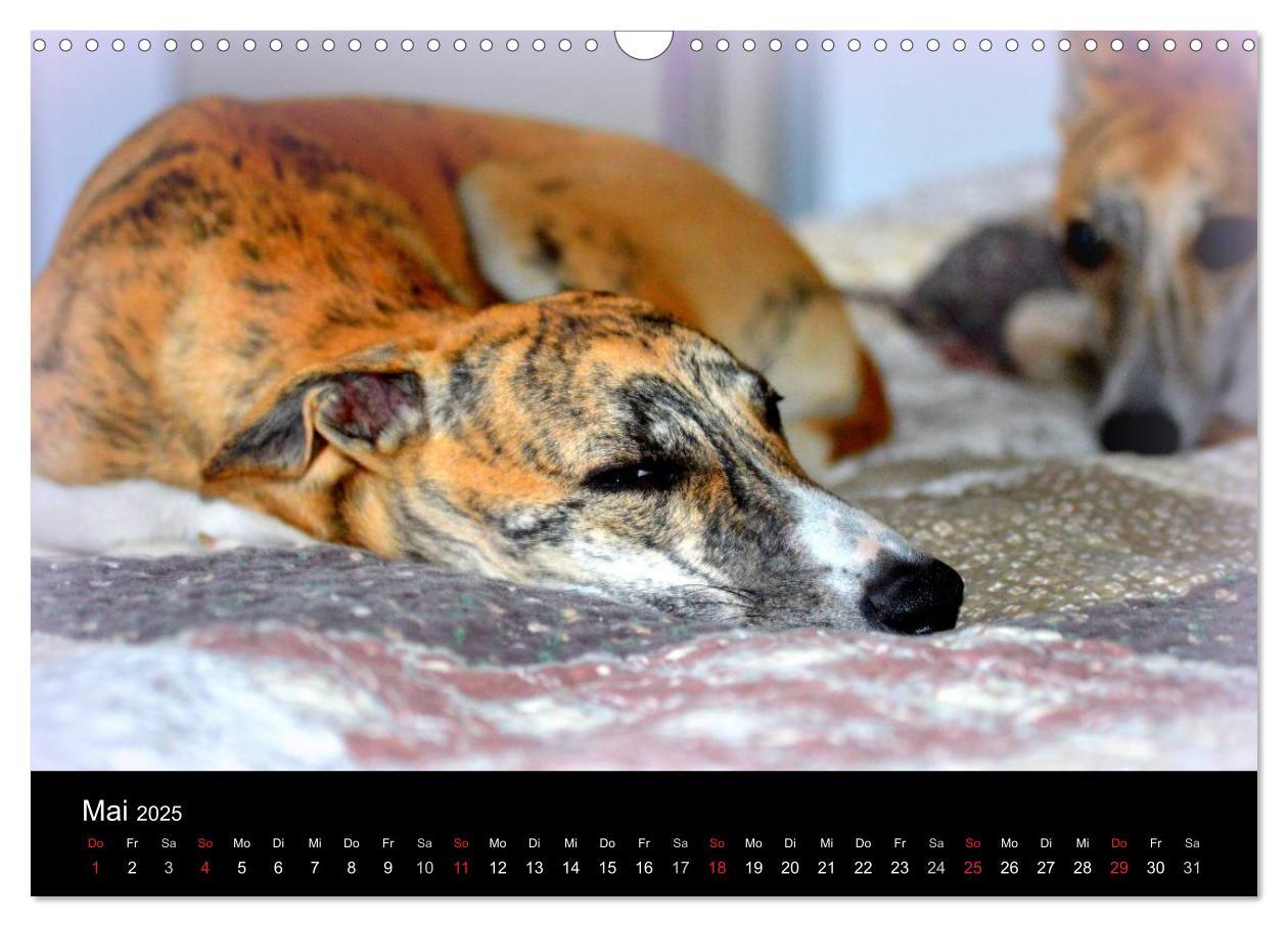 Bild: 9783435650798 | Whippet 2025 (Wandkalender 2025 DIN A3 quer), CALVENDO Monatskalender