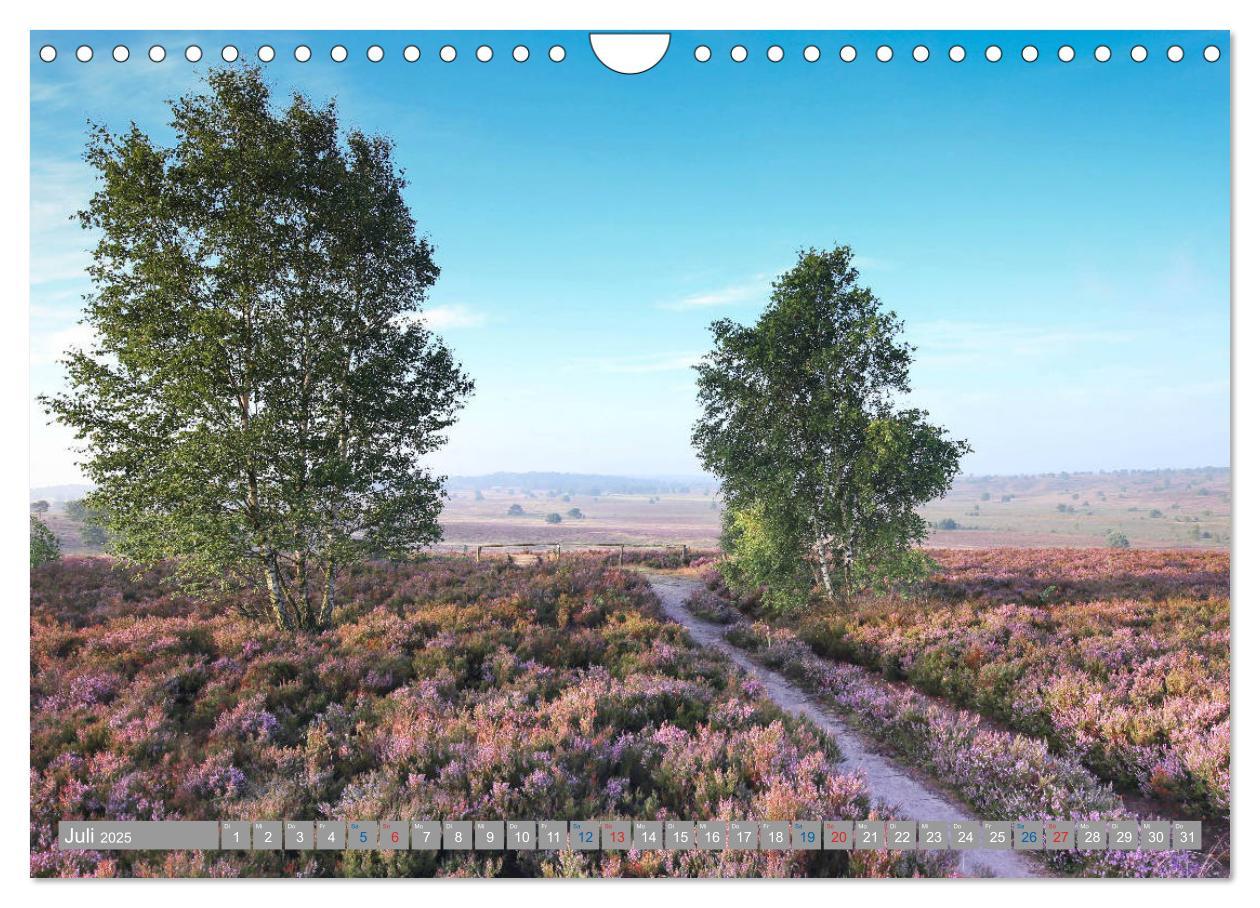 Bild: 9783435458776 | Lüneburger Heide - Faszinierend schön (Wandkalender 2025 DIN A4...